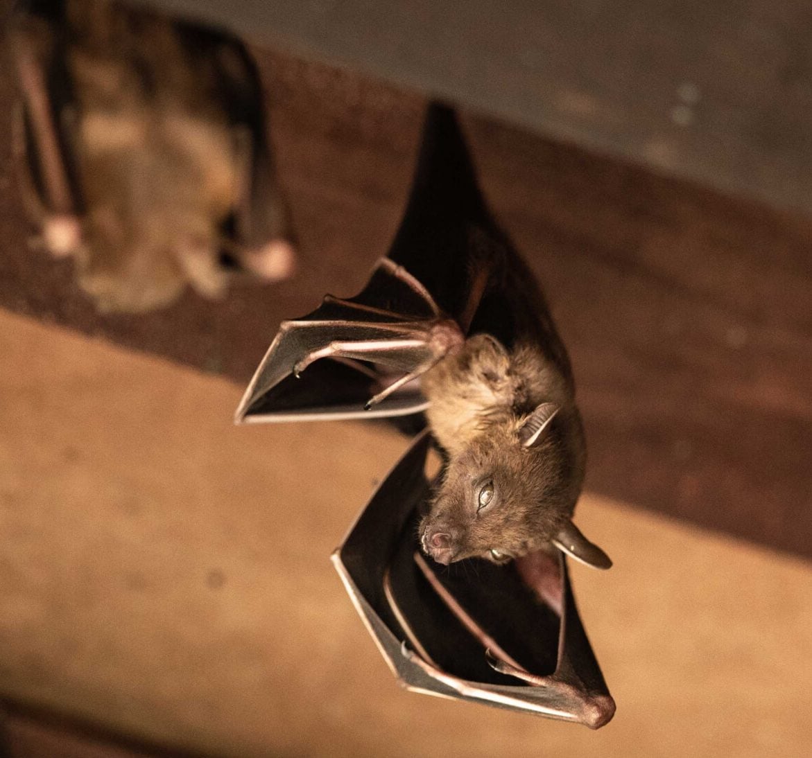 Wildlife-Bats in Jefferson County